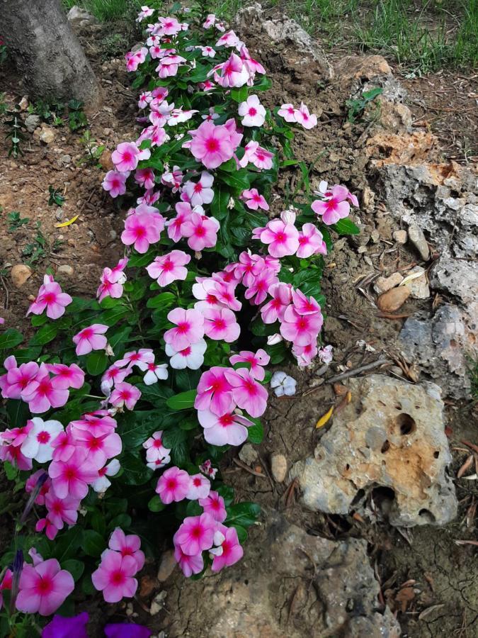 Apartmani Lea Starigrad Paklenica Esterno foto